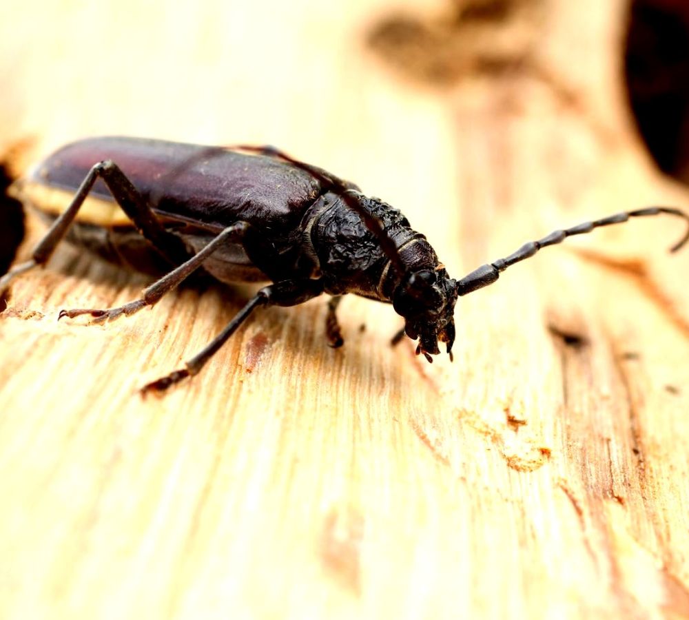 Insectes rampants qui causent affaiblissent la charpente en bois d'une maison